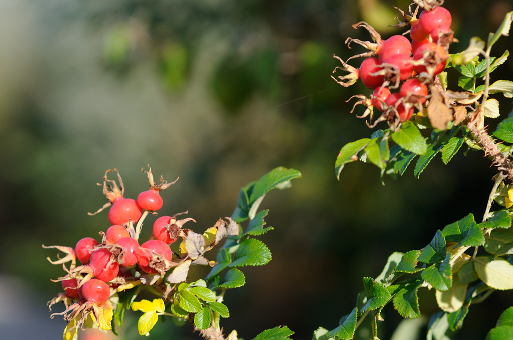 Herbstfrüchte
DSD 5945