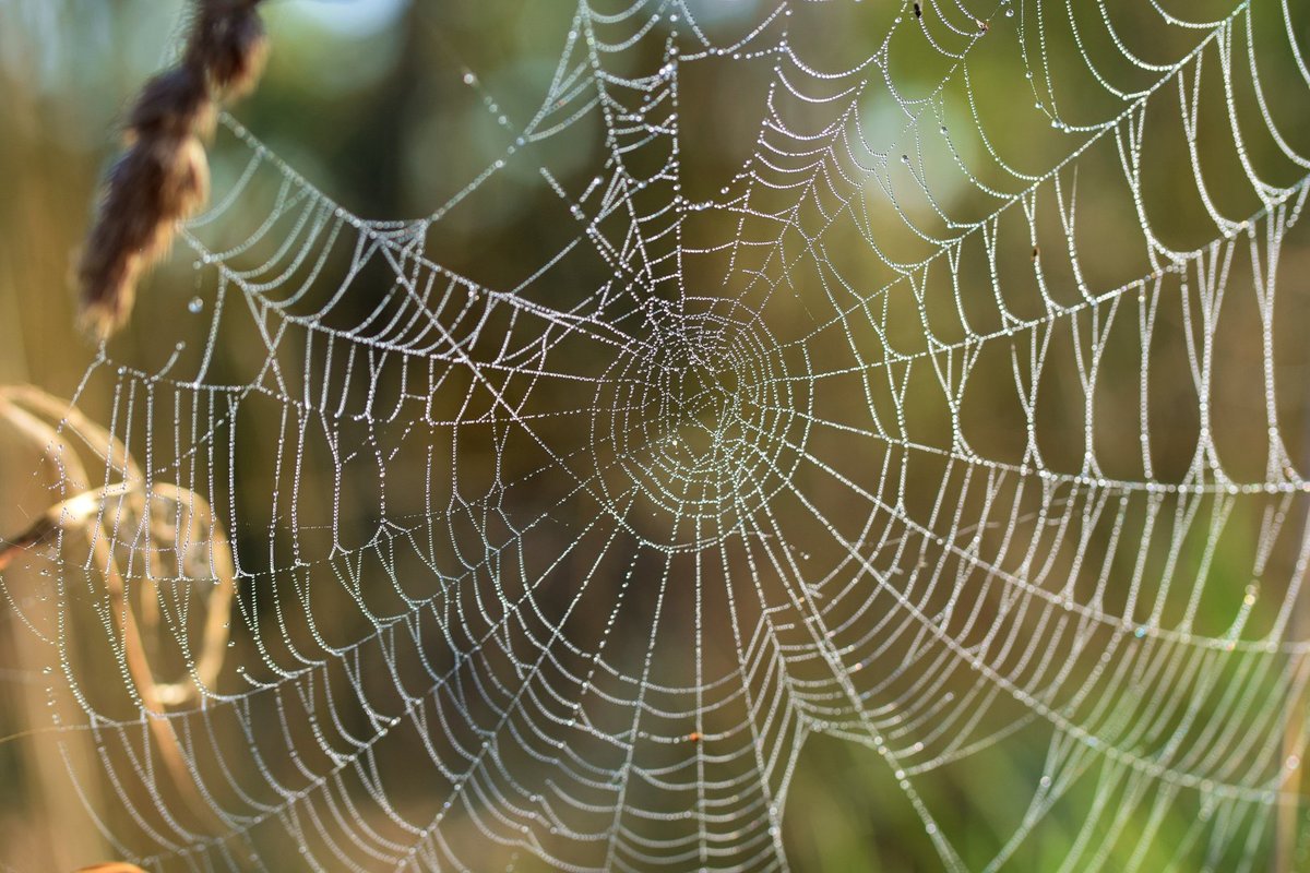 Herbstgebilde