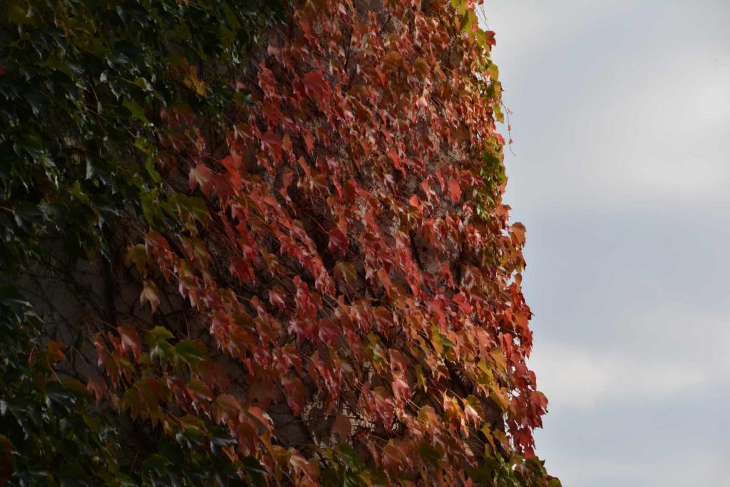 Herbstimpressionen 3