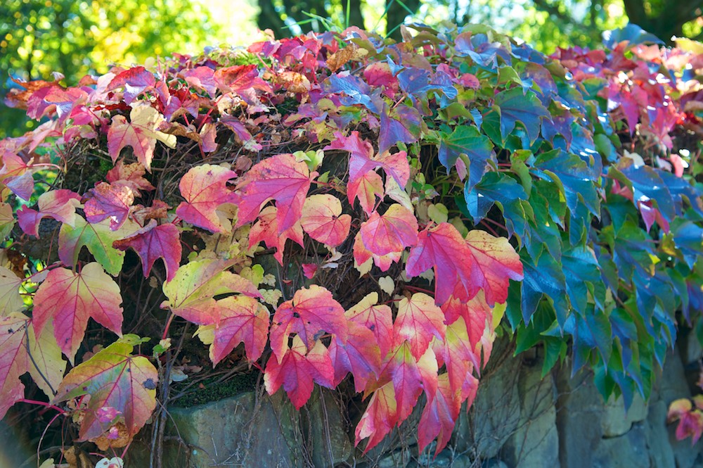 Herbstimpressionen I