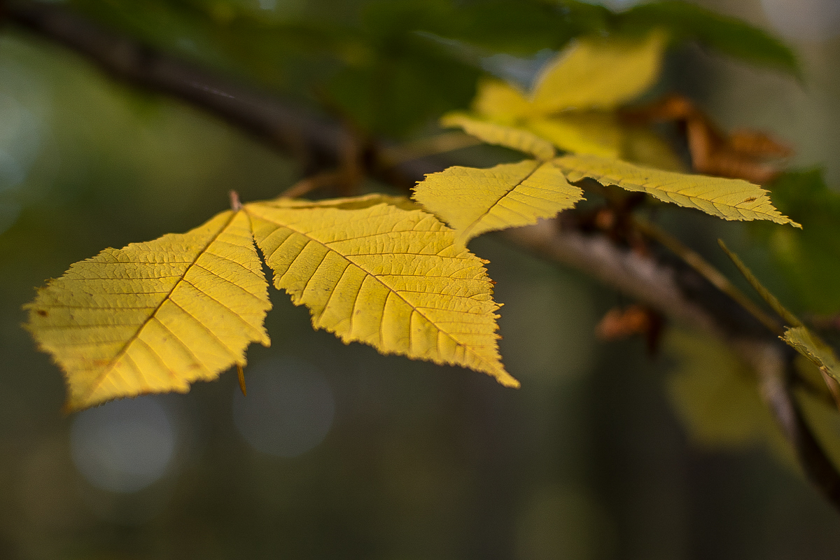 Herbstkastanie (1 von 1).JPG
