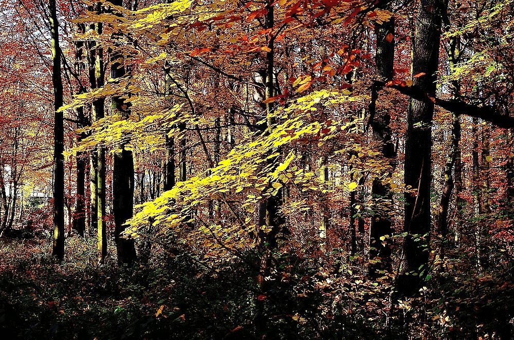 Herbstlaub 01
