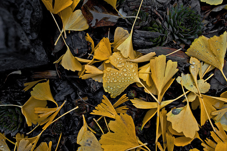 Herbstlaub 010 nff