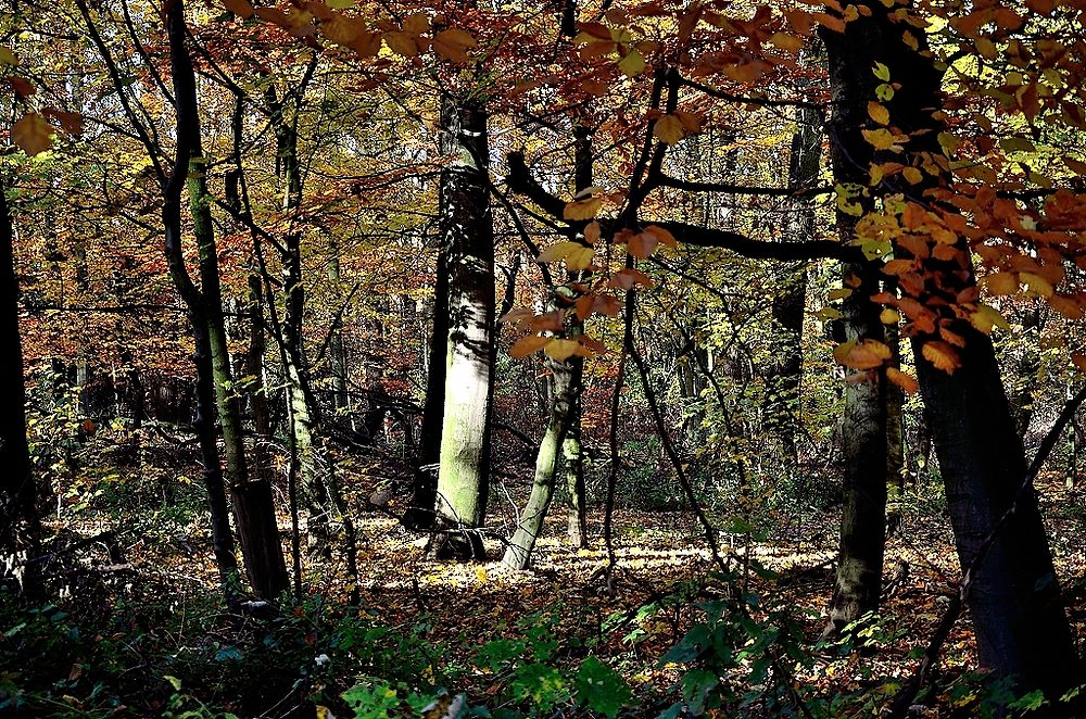 Herbstlaub 02