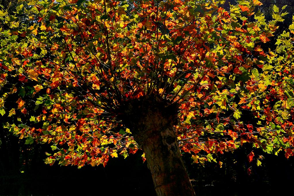 Herbstlaub 1024