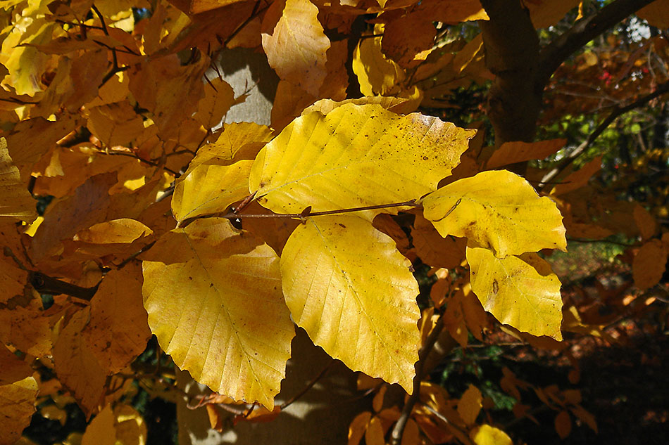 Herbstlaub DSC00535