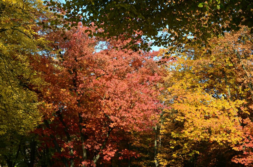 Herbstlaub