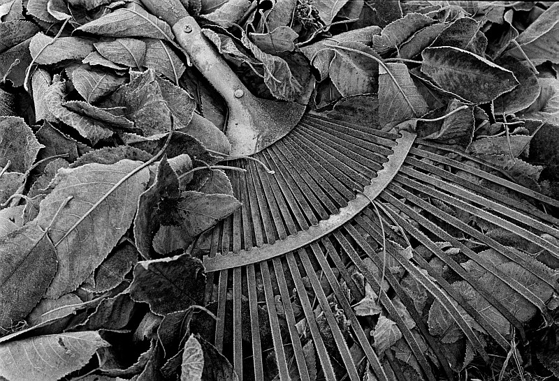 herbstlaub