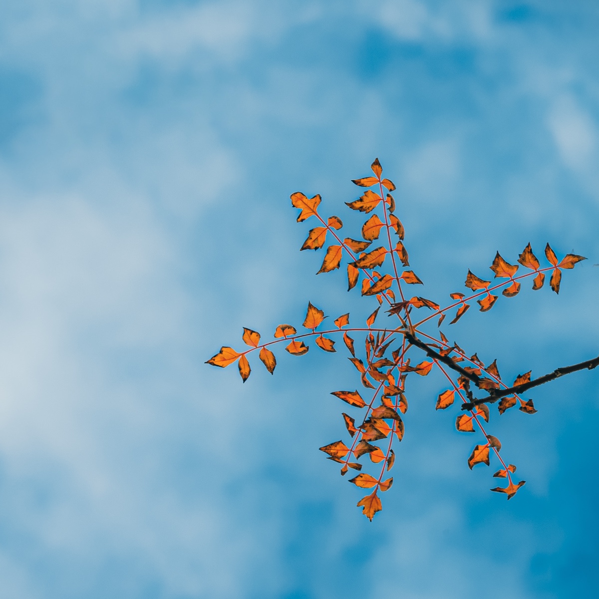 Herbstlaub