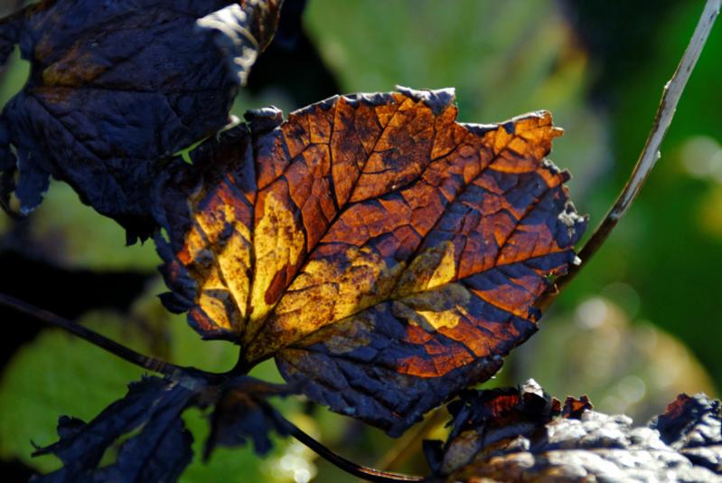 Herbstlaub