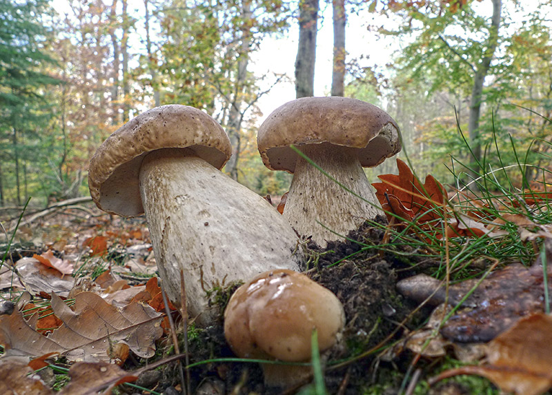 Herbstliche Freuden