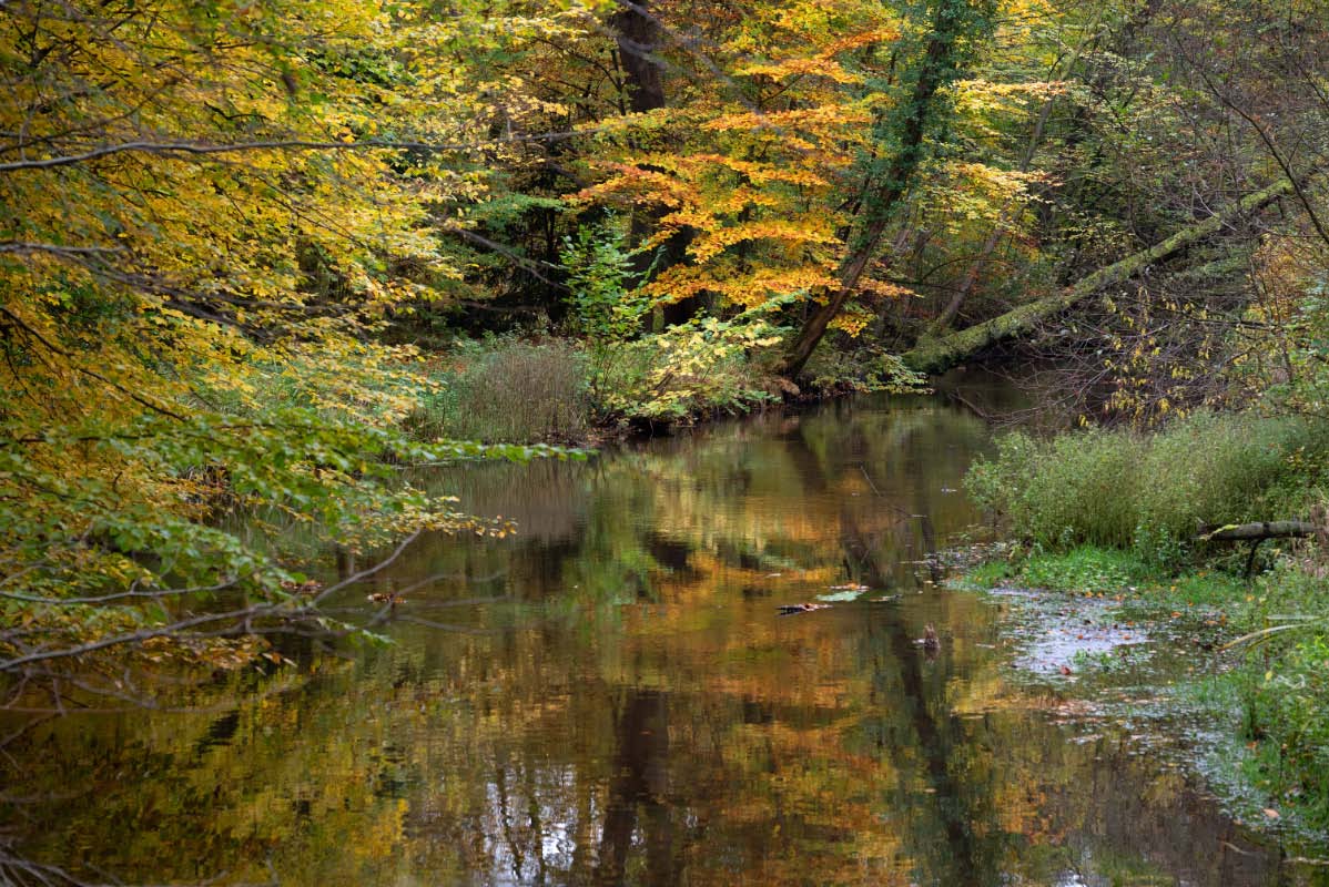 Herbstliche Hardau.jpg