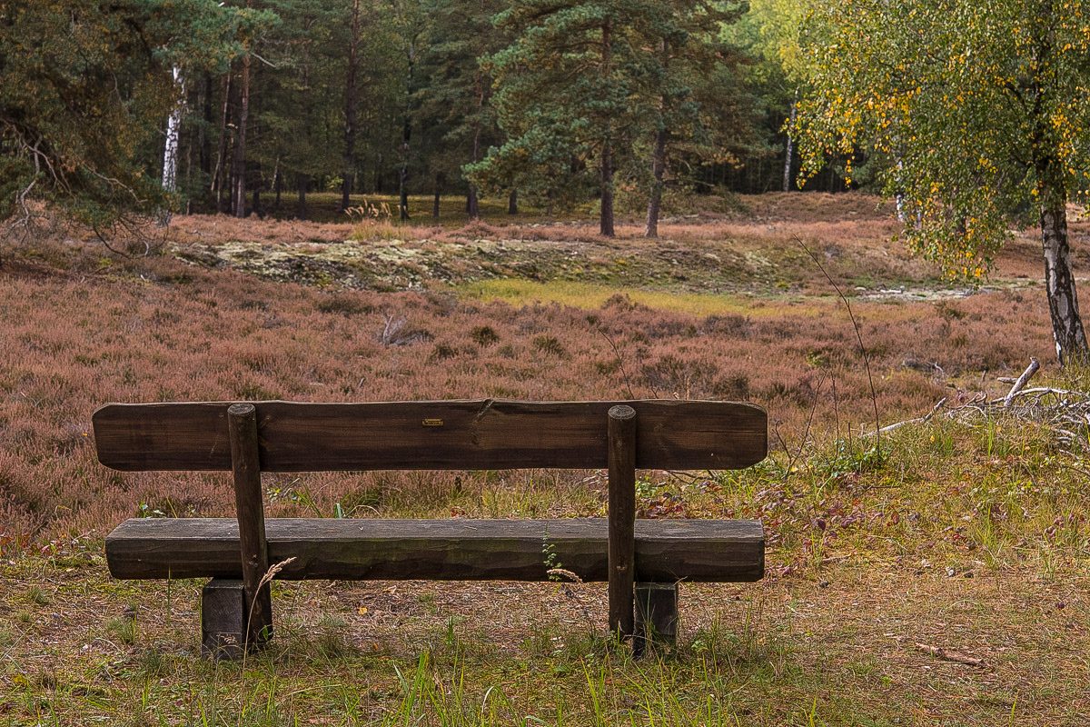 Herbstliche Heidebank (1 von 1).JPG