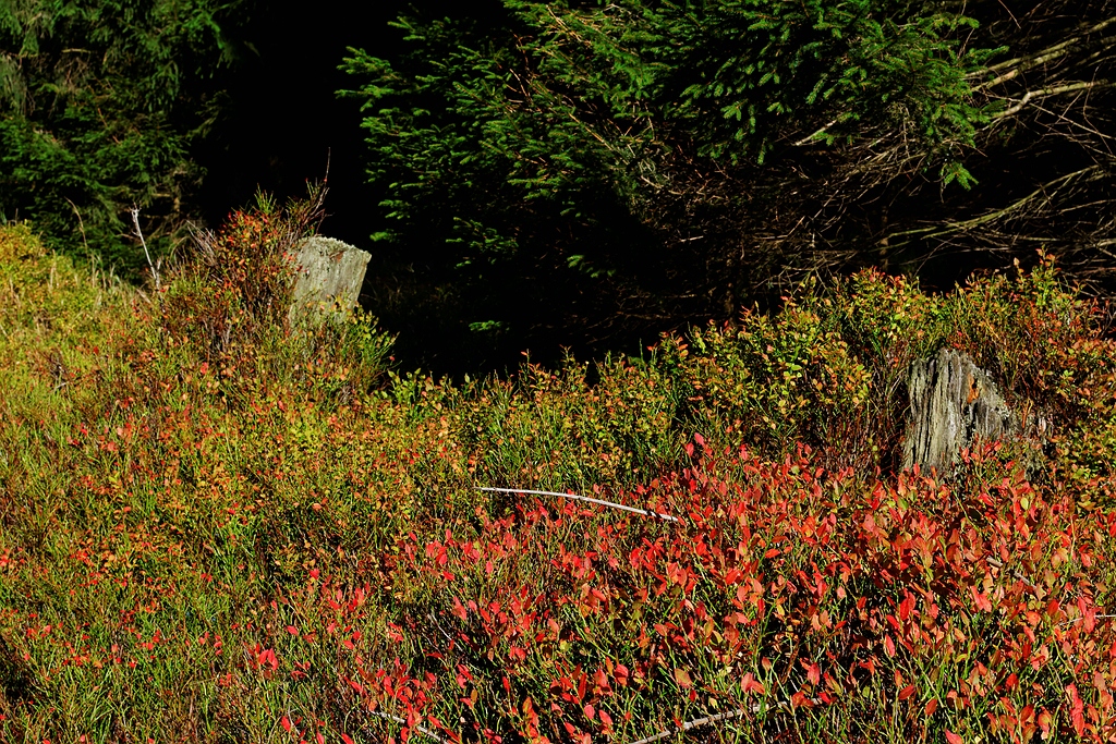 Herbstliche Stuken