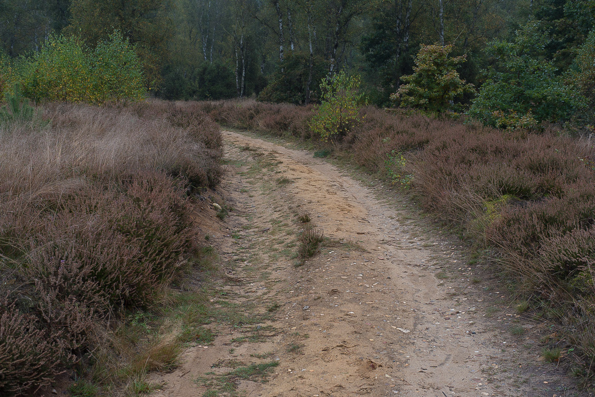 Herbstlicher Heidesandweg (1 von 1).JPG