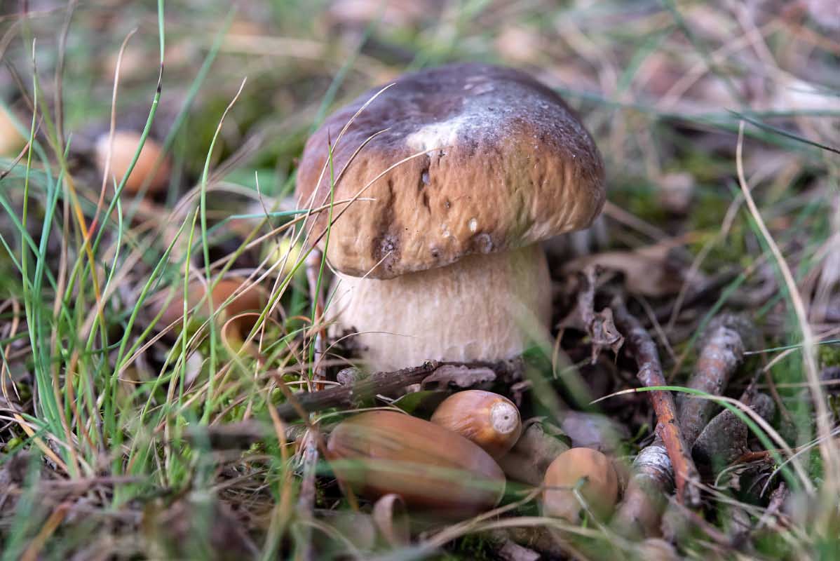Herbstlicher Steinpilz.jpg