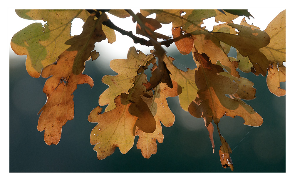 herbstliches Gegenlicht 1