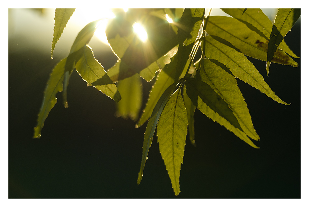 herbstliches Gegenlicht 3