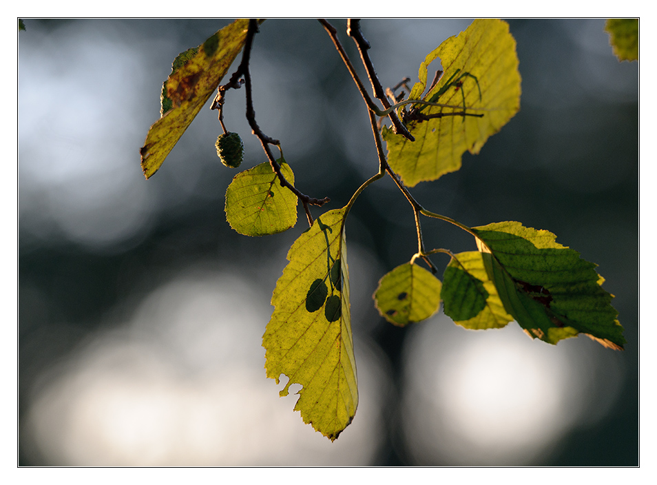 herbstliches Gegenlicht 4