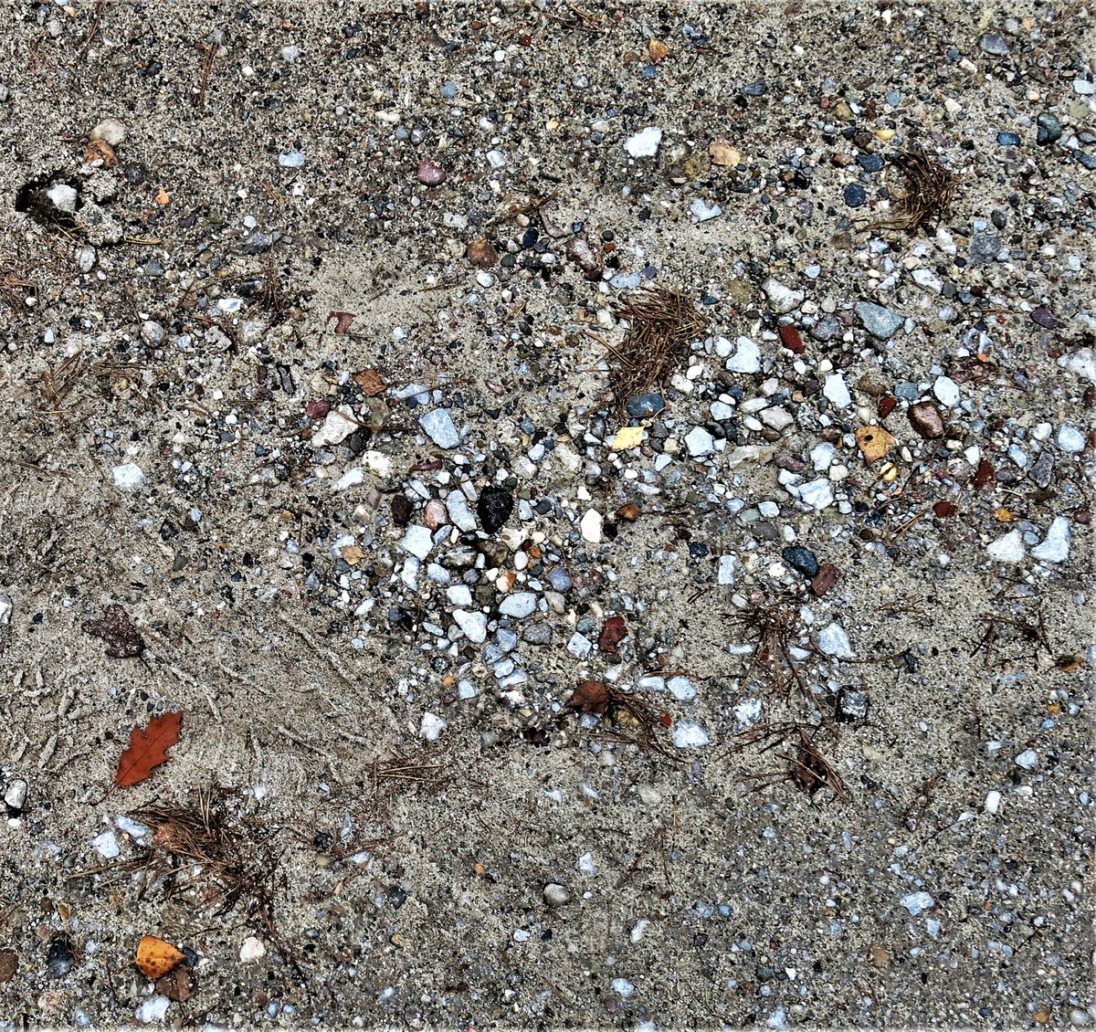 Herbstliches Naturmosaik.jpg