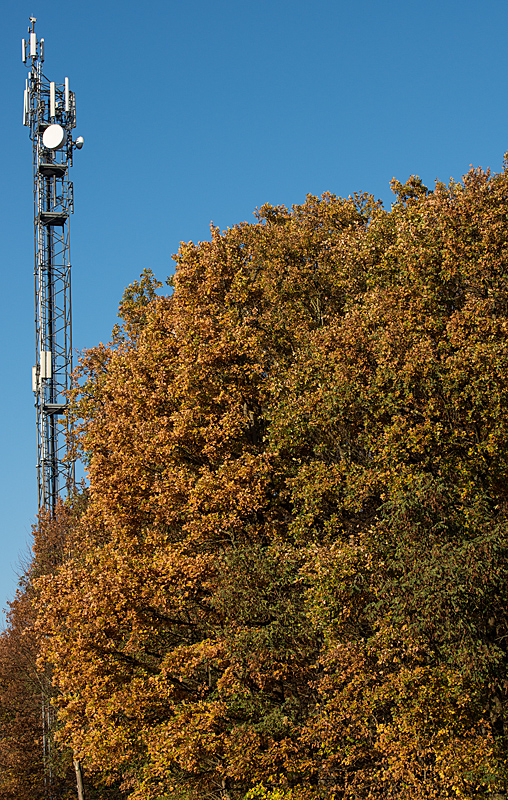 Herbstmast