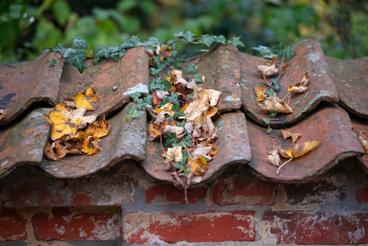 Herbstmauer.jpg
