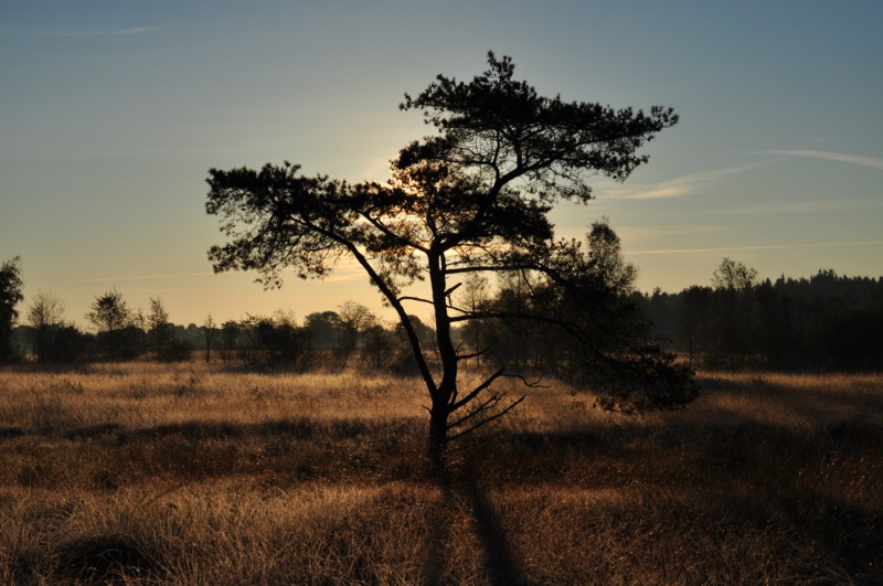 Herbstmorgen im Moor