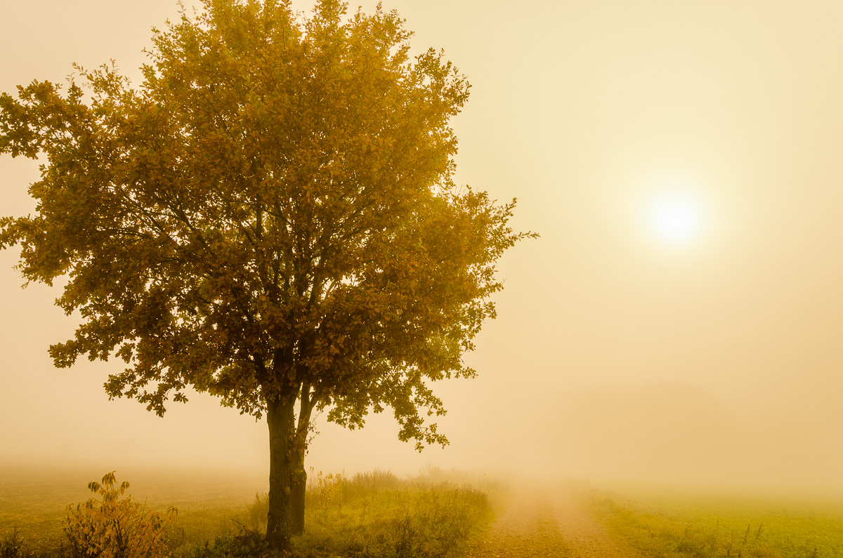Herbstnebel 2