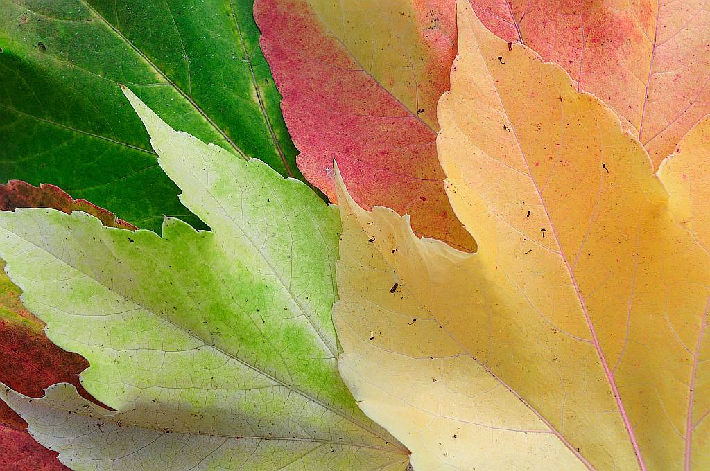 herbstnff