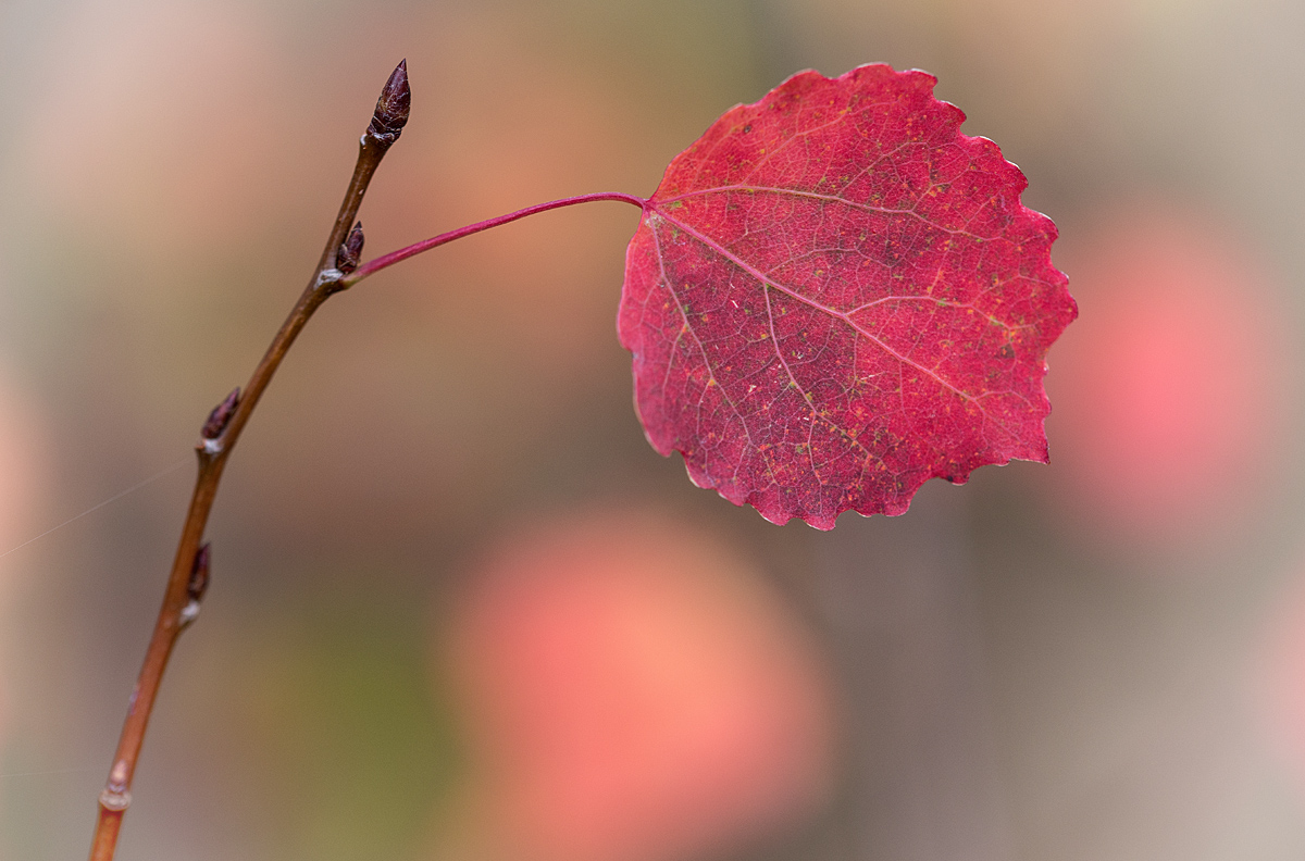 Herbstpappel
