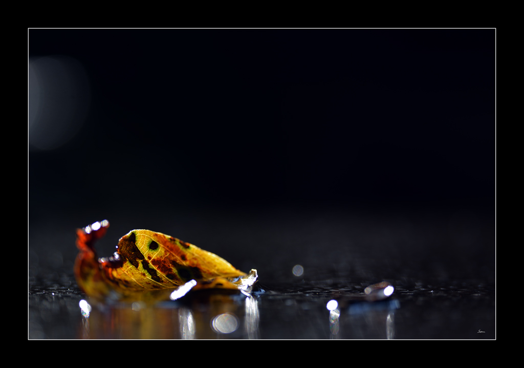 HerbstPZ1 1610