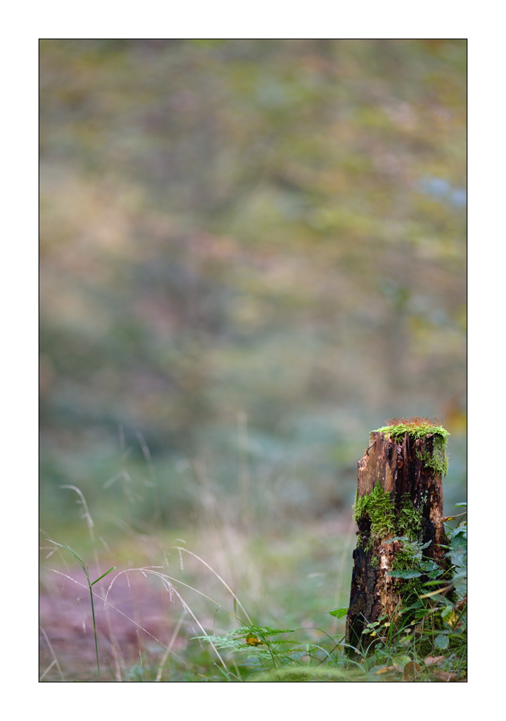 HerbstPZ1 3125