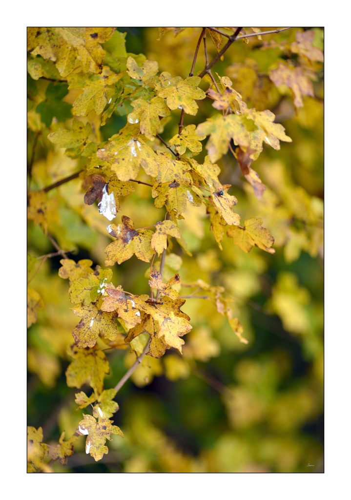 HerbstPZ1 3133
