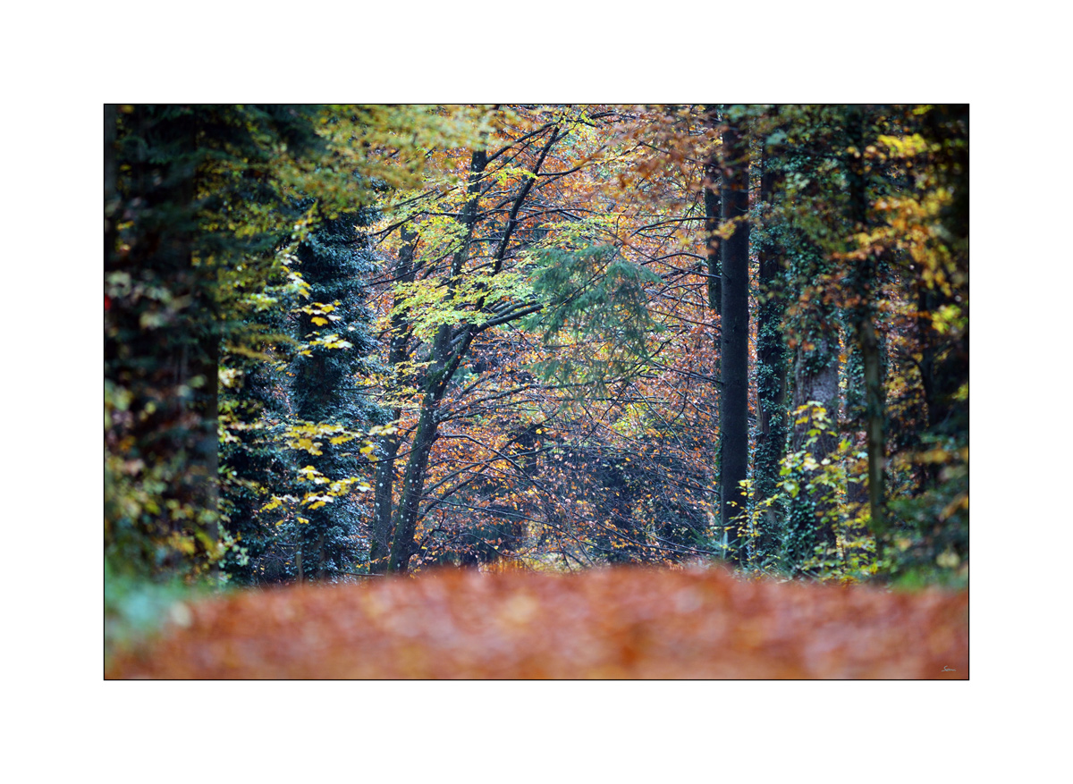 HerbstPZ1 7936 00028
