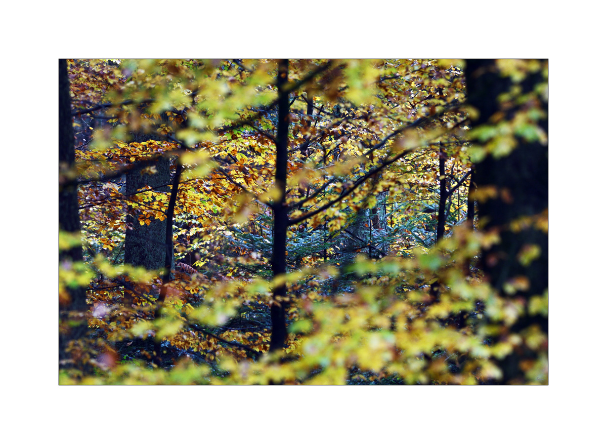 HerbstPZ1 7946 00037