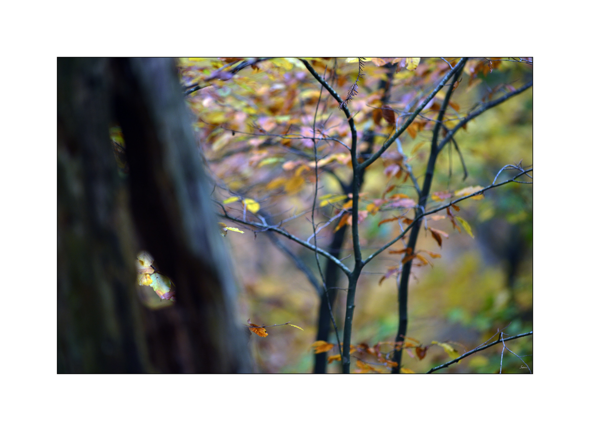 HerbstPZ1 7955 00046