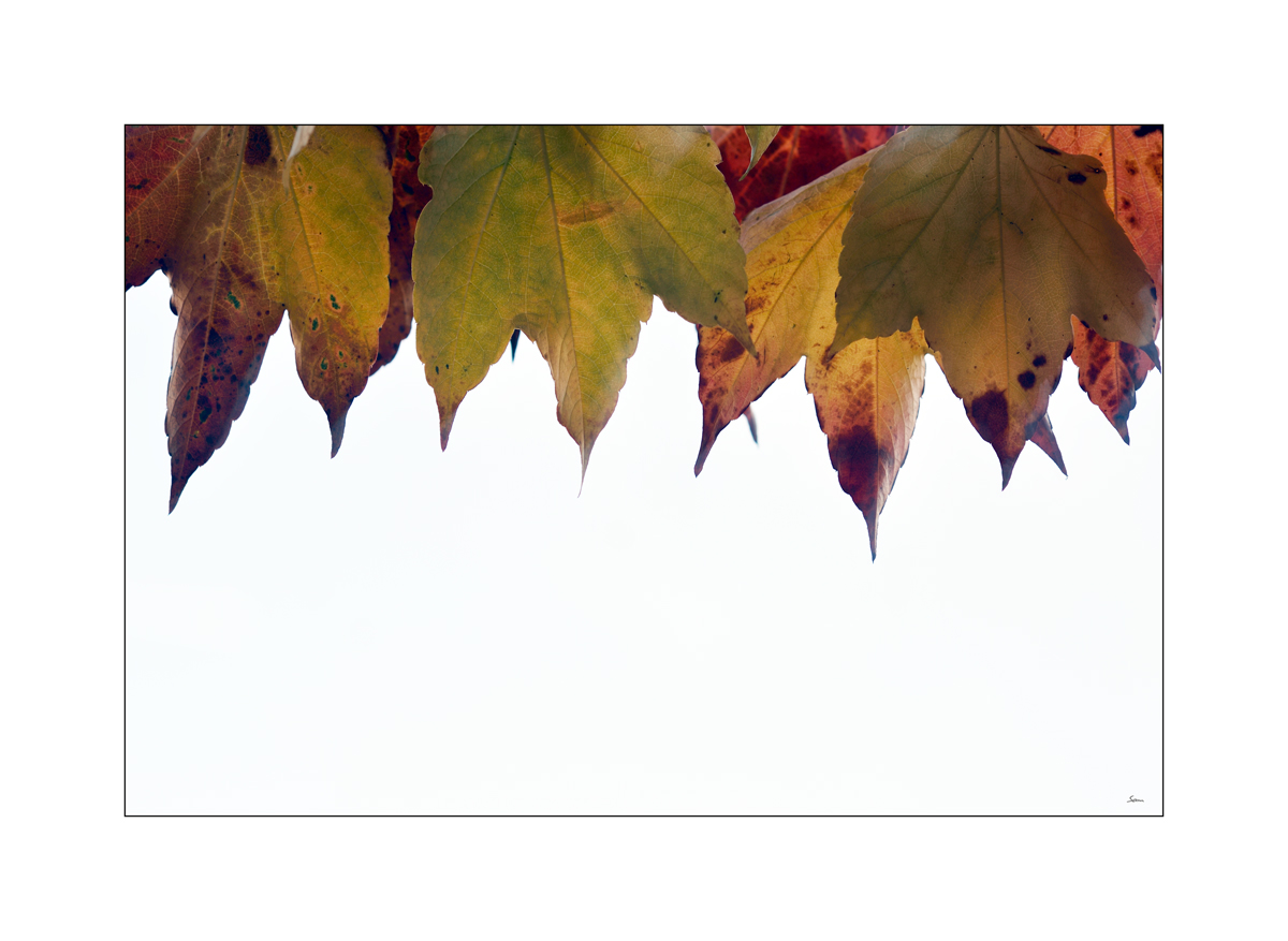 HerbstPZ1 8142 00007