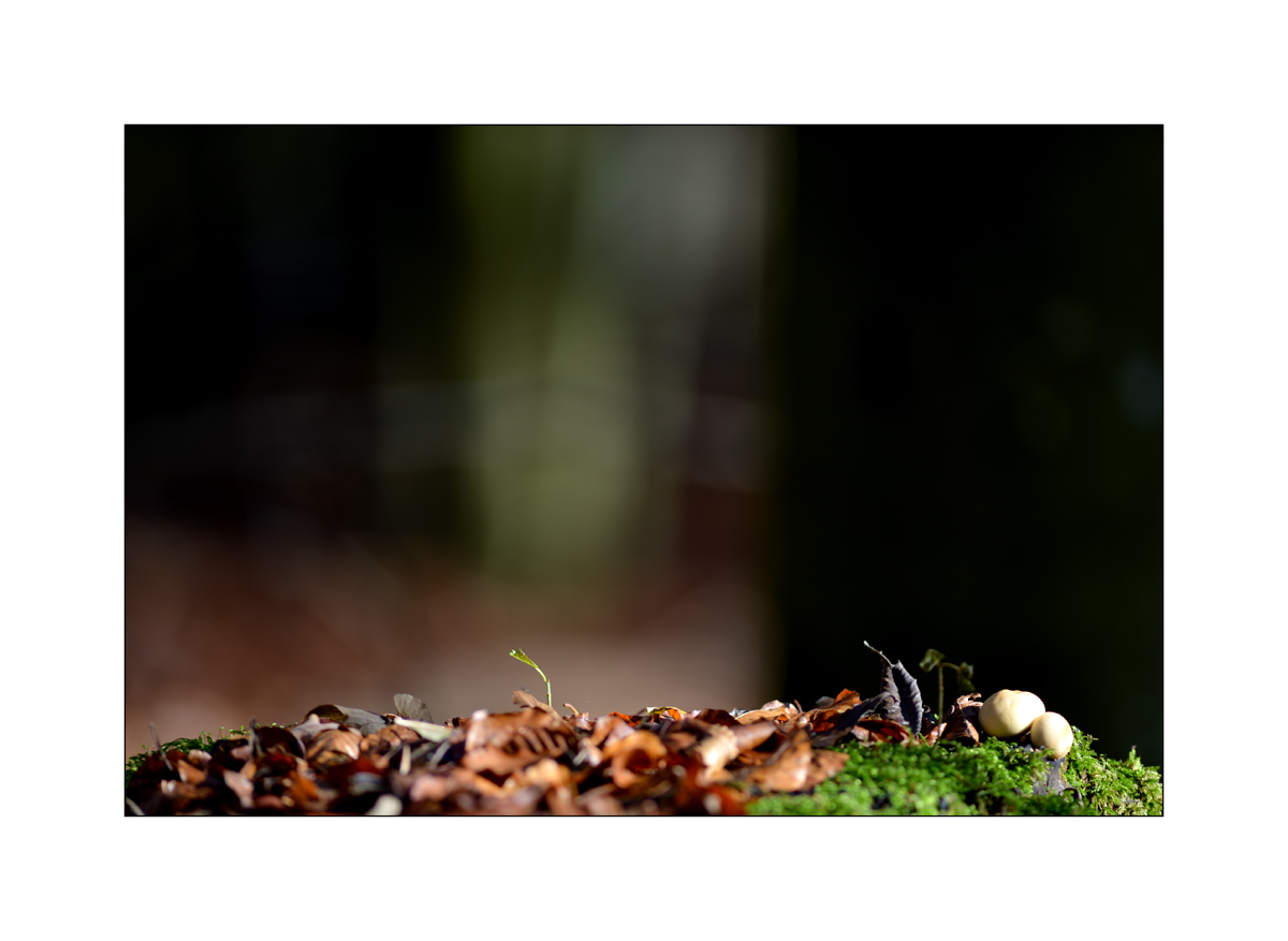 HerbstPZ1 8150 00015