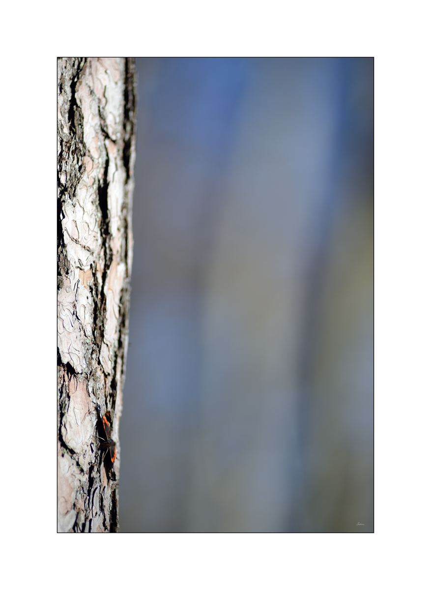 HerbstPZ1 8173 00038
