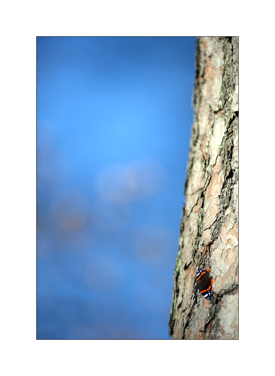 HerbstPZ1 8174 00039