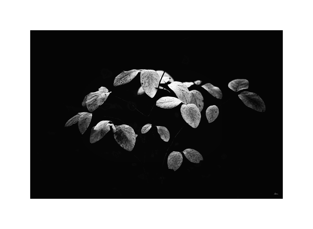 HerbstPZ1 8185 00004