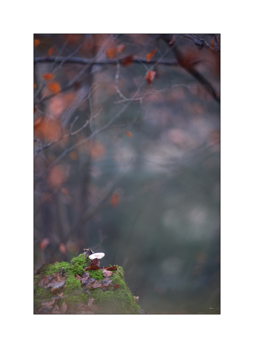 HerbstPZ1 8268 00003