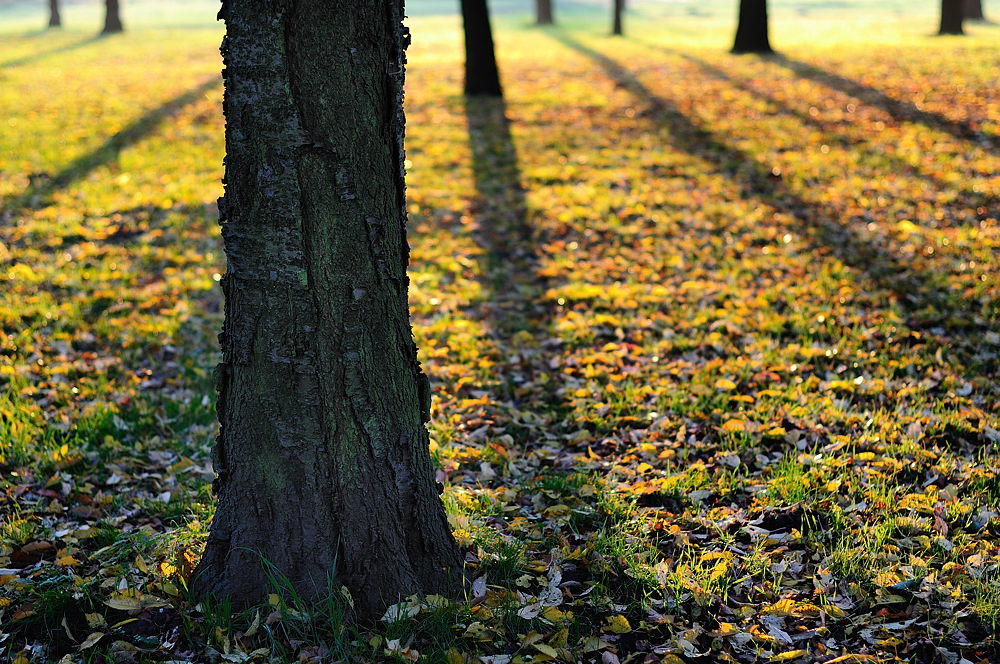 Herbstschatten ohne exifs