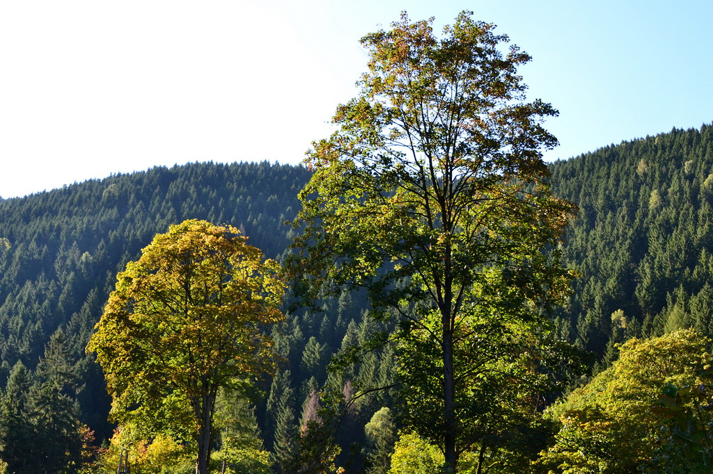 Herbstsonne