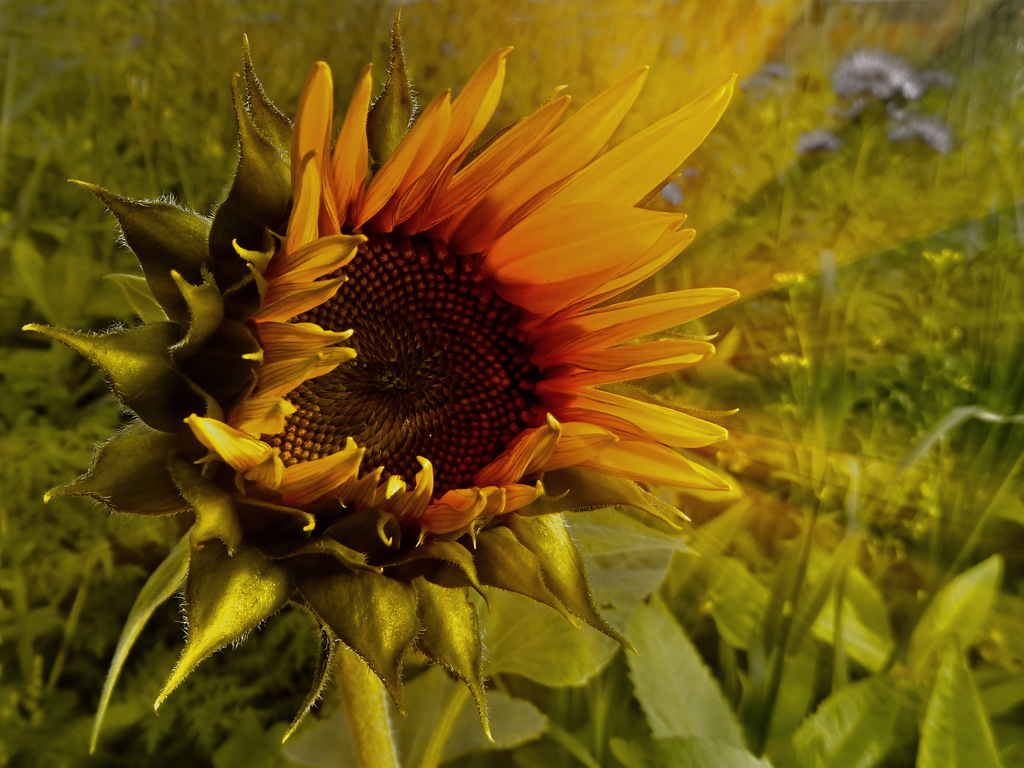 Herbstsonnenfänger