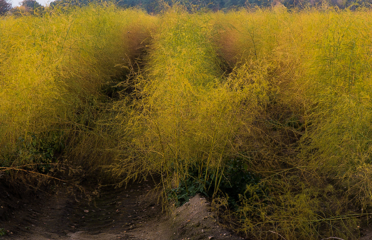 Herbstspargel (1 von 1).JPG