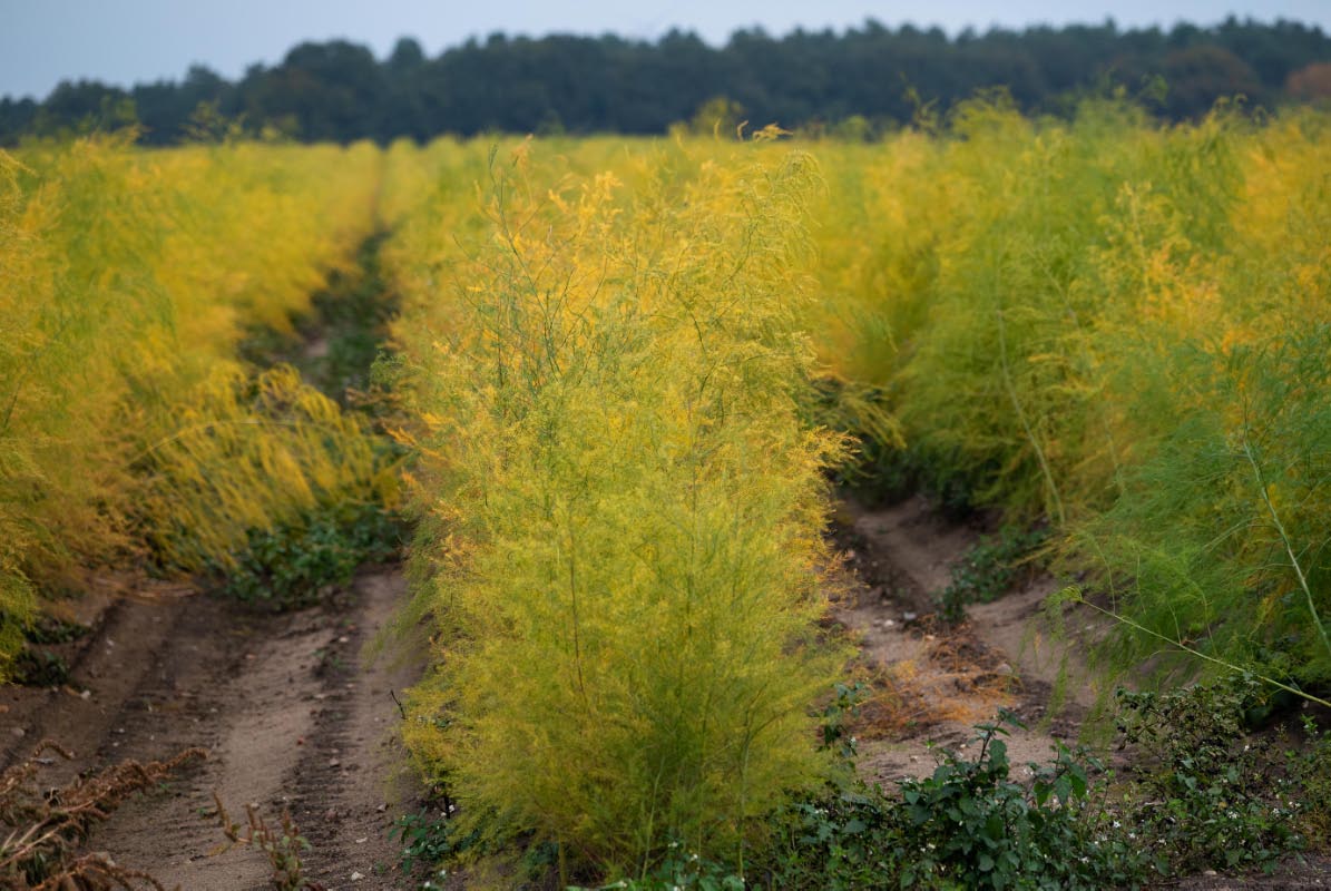 Herbstspargel.jpg