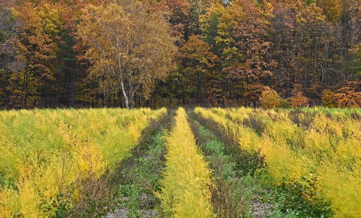 Herbstspargel_2.jpg