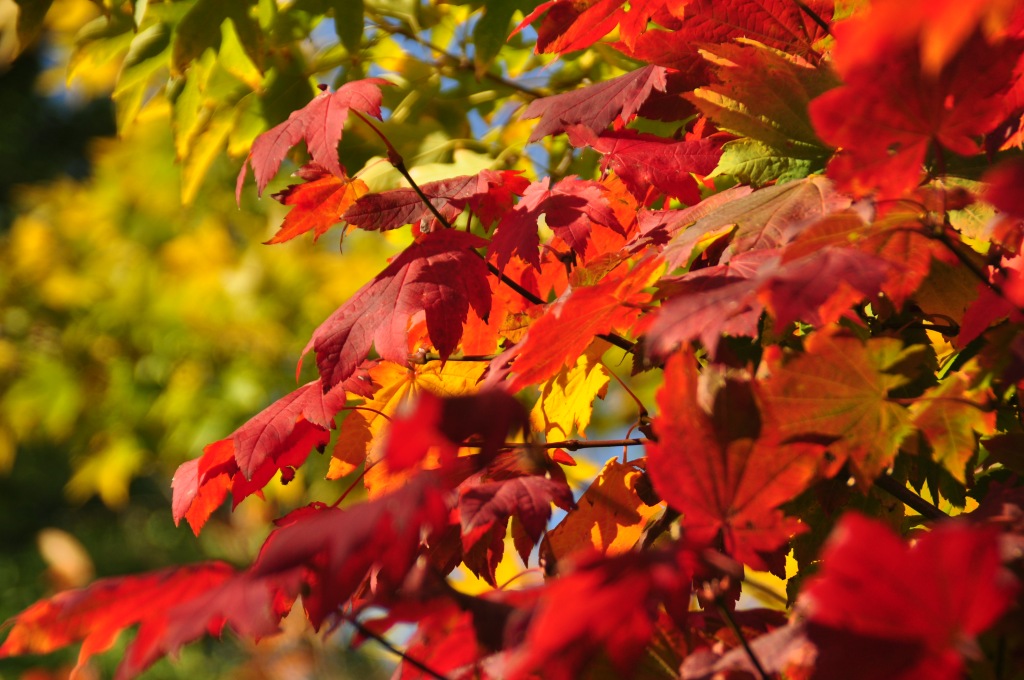Herbststimmung im Botanischen Garten in Dresden