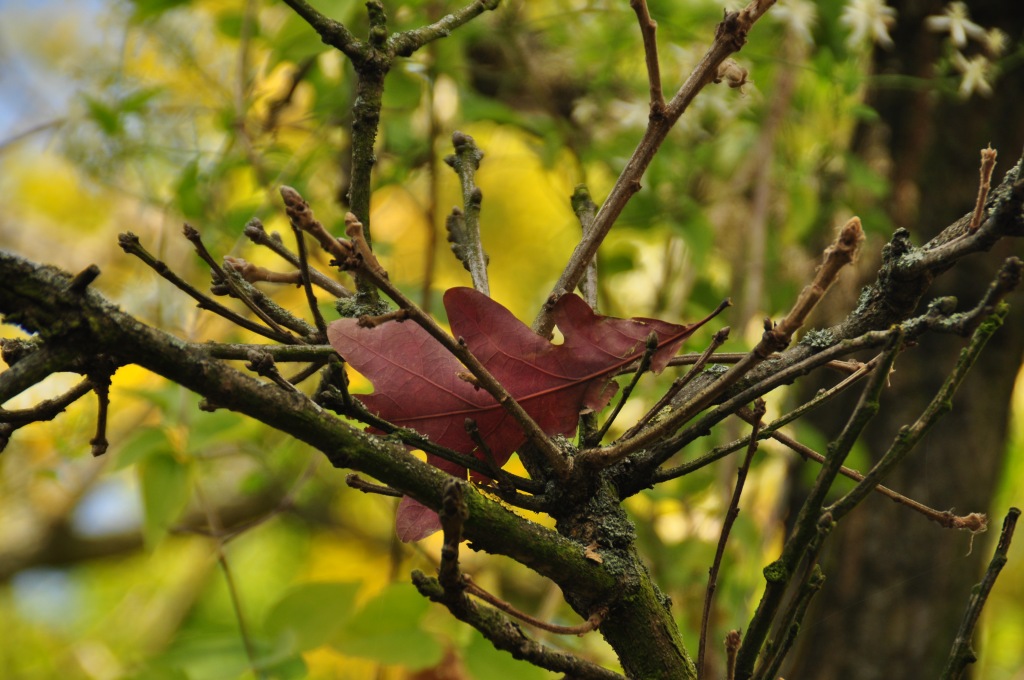 Herbststimmung im Botanischen Garten in Dresden